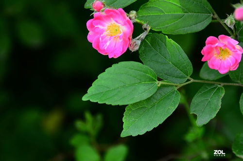 花卉元素與數(shù)碼產(chǎn)品的設(shè)計融合 科技中的自然美學(xué)