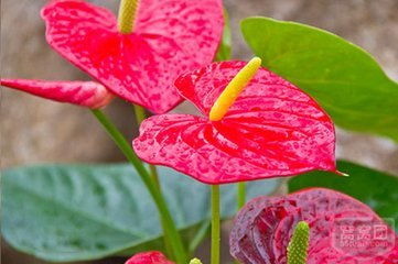 花卉市場中的“國王” 植物學(xué)名與數(shù)碼產(chǎn)品的聯(lián)想